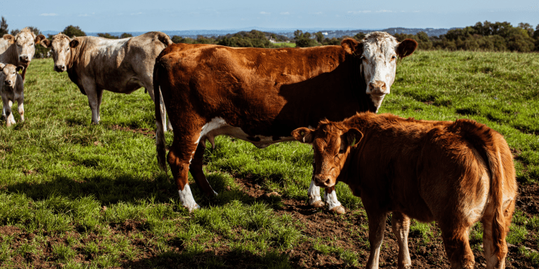 An Carn Landscape Scenery Cows on Farm